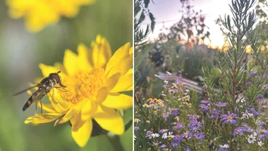 good garden bugs