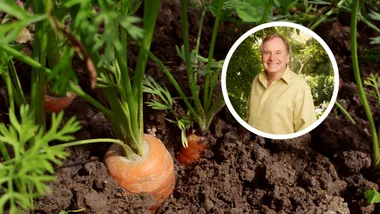 growing carrots