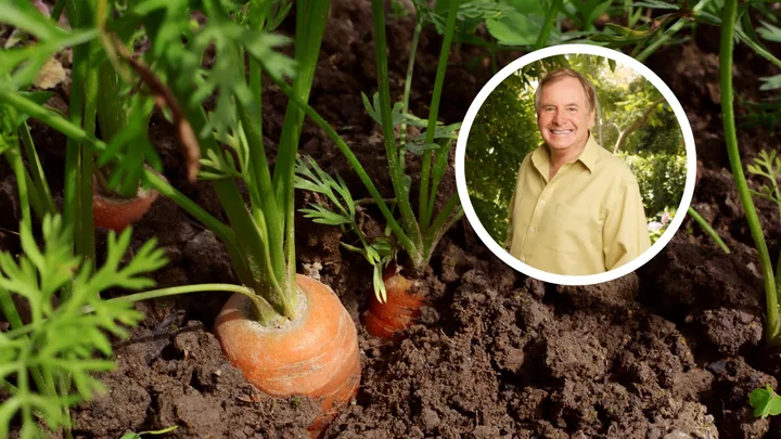 Graham Ross’s old-school gardening trick for growing carrots at home