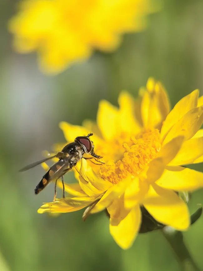 Hoverfly
