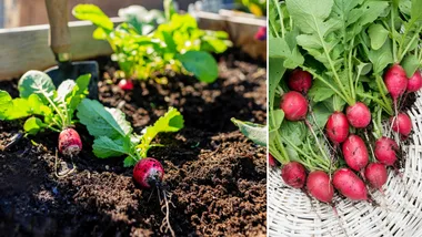 It only takes 3 weeks to grow this radish variety from seed