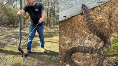 jake the snake catcher catching a snake