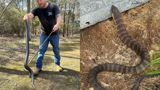 Sign Snake Activity What Attracts Snakes to Your Yard? 6 Things a Snake Catcher Sees Most ...