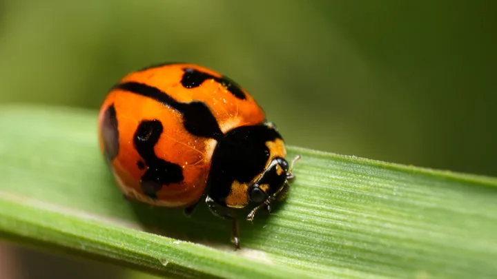Newcastle’s ladybird swarm explained: why thousands have appeared across the city