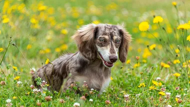 Why does my dog keep weeing in the same spot? Here’s how to save your lawn