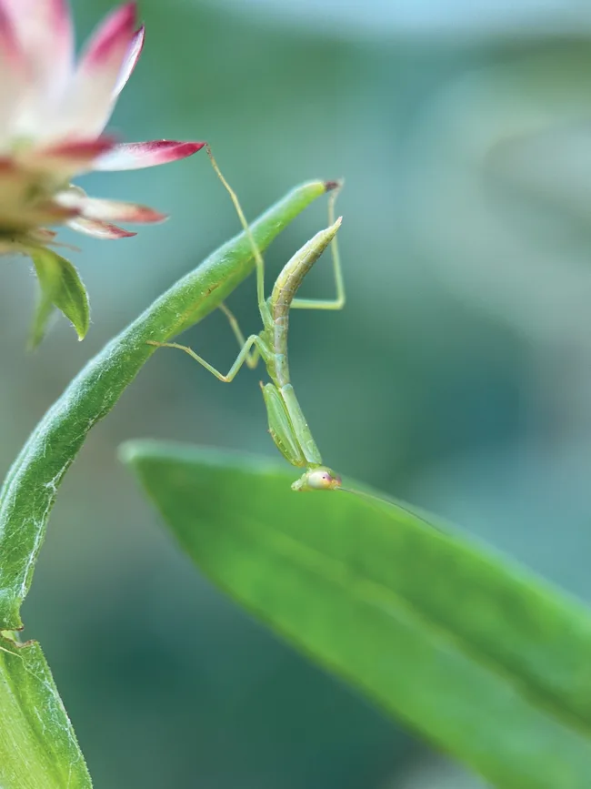 mantid