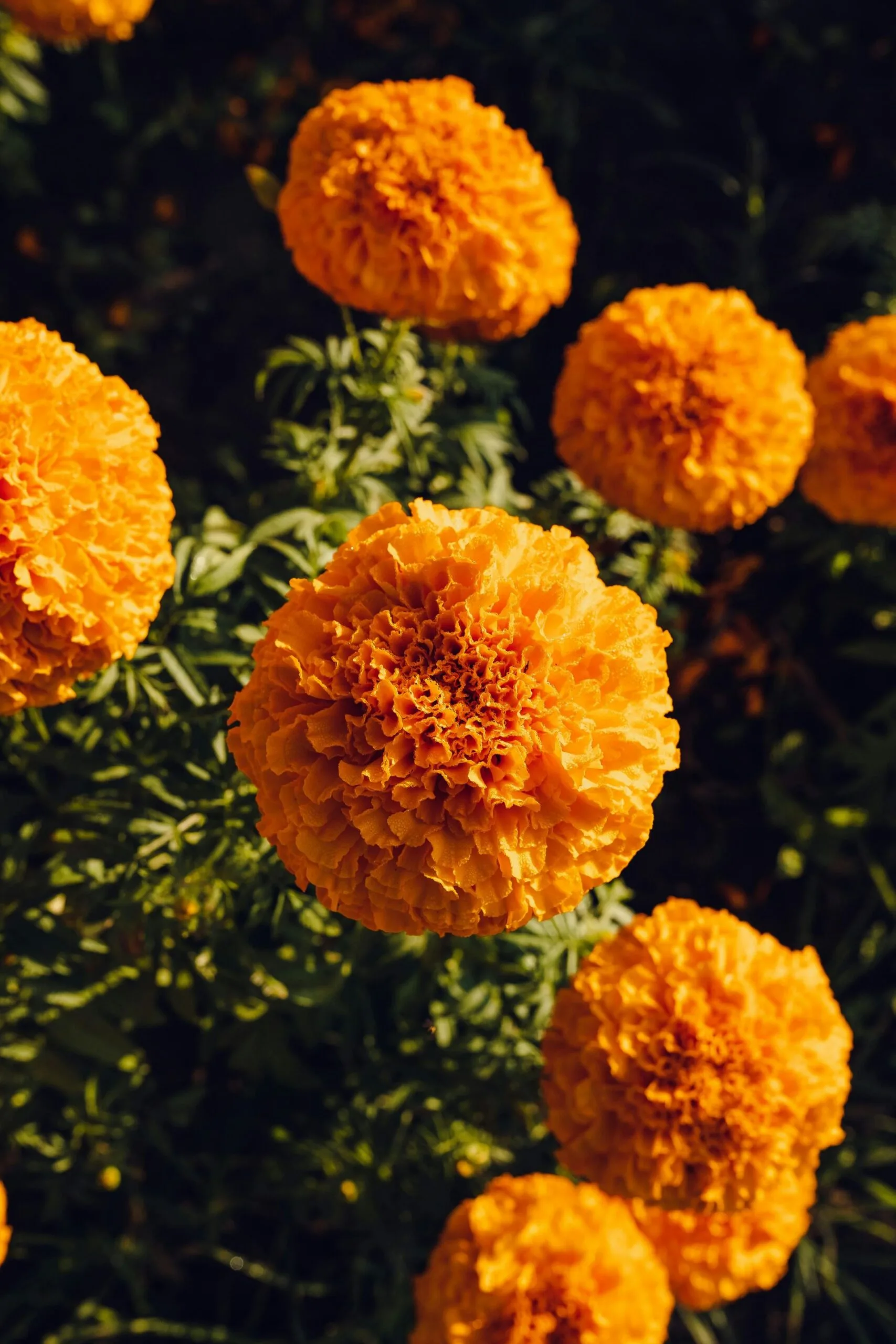 marigold flowers don't repel snakes