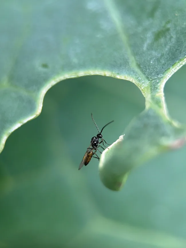 Parasitic wasp