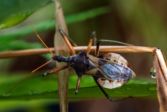 Common Assassin Bug (Pristhesancus plagipennis)