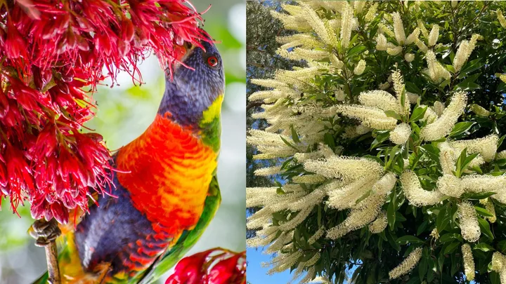 7 flowering shade trees to cool your backyard this summer