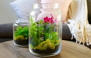 How to make a jar terrarium