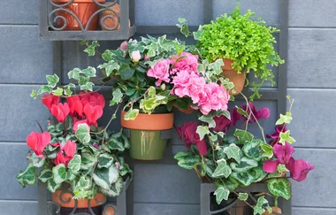 Potted colour for the cooler months in your garden