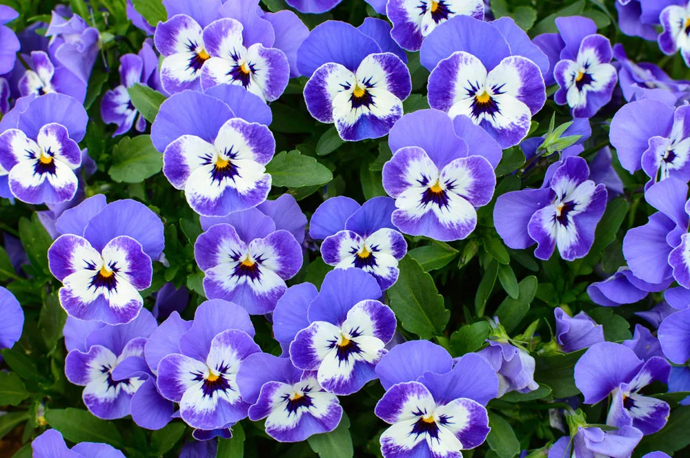 pansies