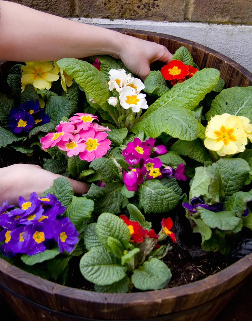 polyanthus