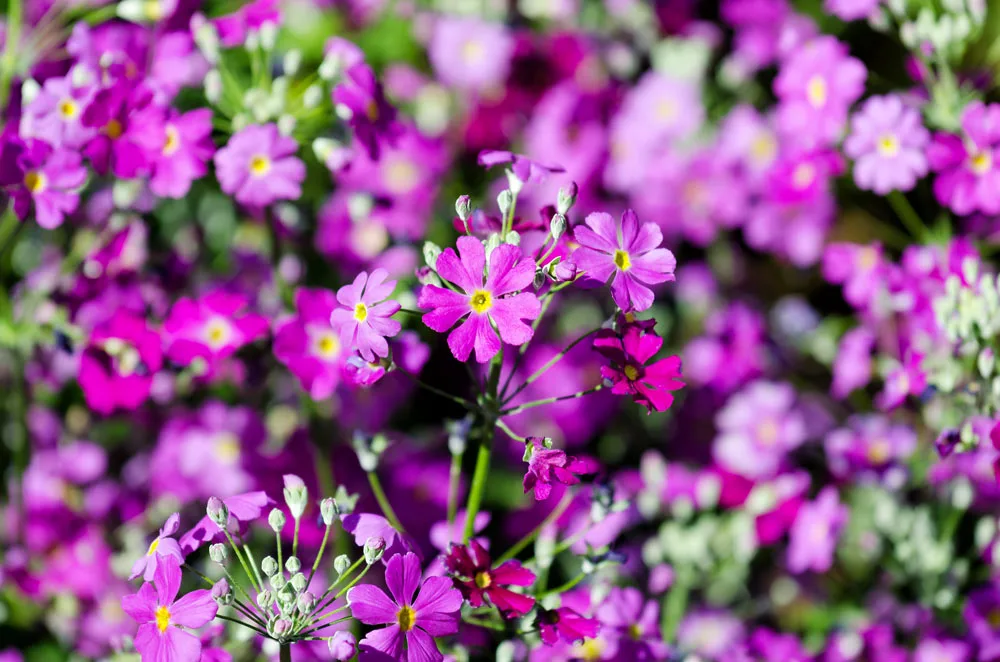 primula