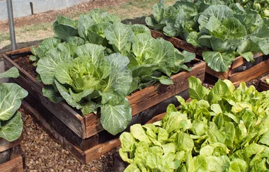 How to build a raised vegie garden with recycled timber pallets