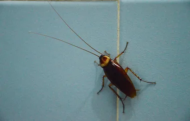 Four common house pests and how to get rid of them