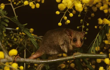 How to deter possums from your garden