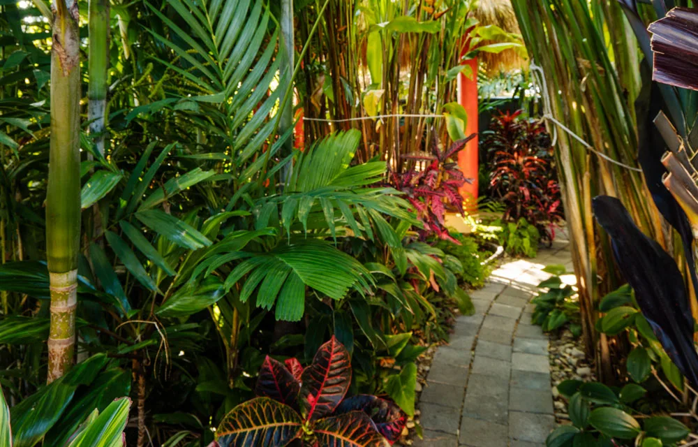 Create your own tropical backyard oasis