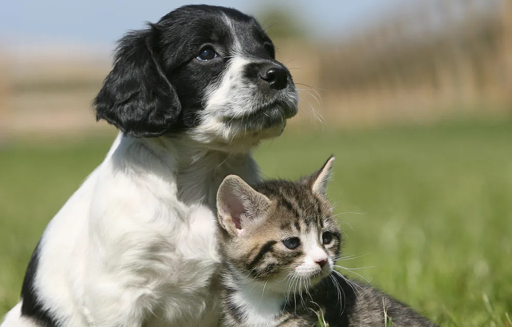 Life-hacks all pet owners need to know