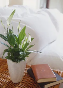 The best indoor plants that Mum will love (and how to care for them!)