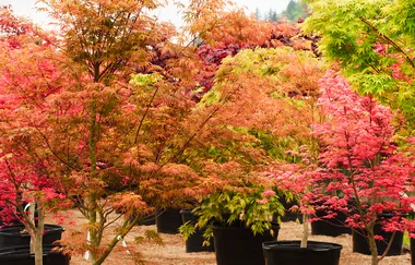 Buy a tree for Mum’s garden this Mother’s Day