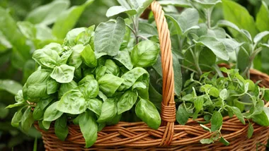 Why your herb garden failed