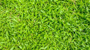 How to choose the right lawn for your home