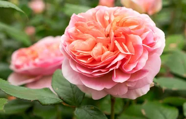 9 ripper roses to revamp your garden