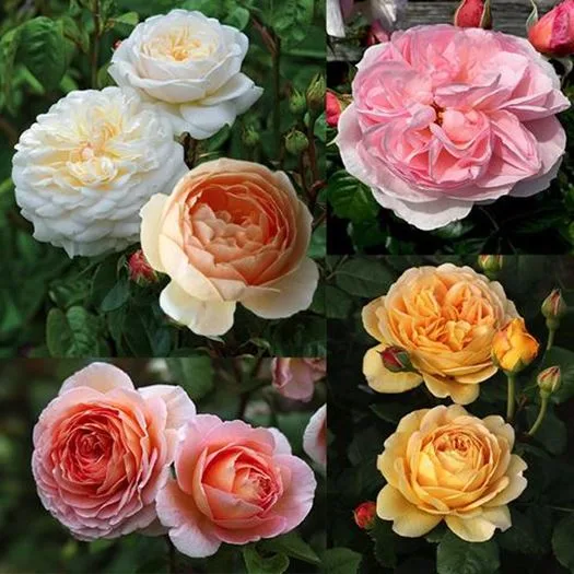 Ripper With Roses 9 ripper roses to revamp your garden - Better Homes & Gardens Australia