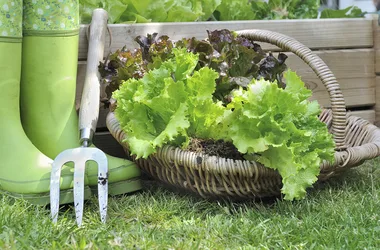 15 fast-growing veggies