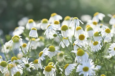 Grow your own cold and flu remedies