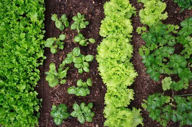 Autumn in the veggie garden