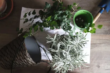 6 ways you’re killing your houseplants