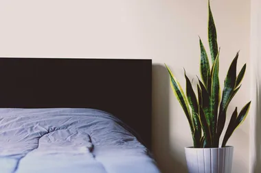Why indoor plants are a necessity for apartment dewellers