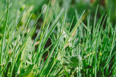 Homemade natural weed killer