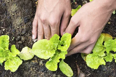 6 bits of advice for beginner gardeners