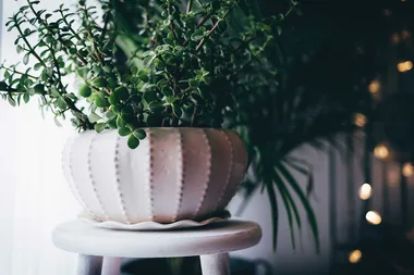 8 fragrant houseplants