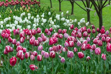 Visit the Tulip Top Gardens