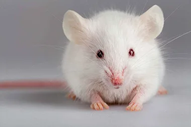 How to protect your home from rats and mice