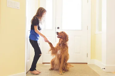 5 easy tricks to teach your dog