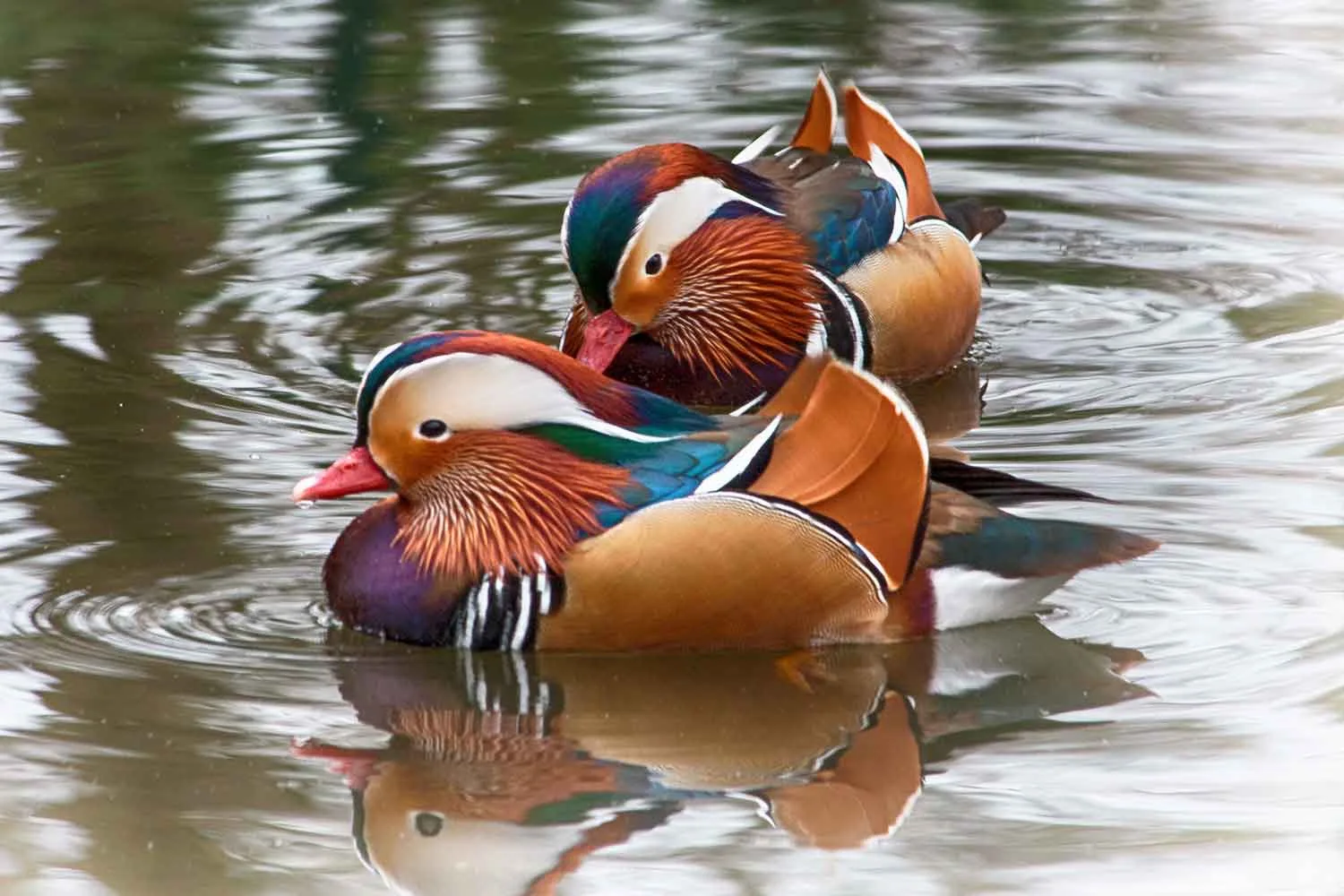 mandarin duck feng shui