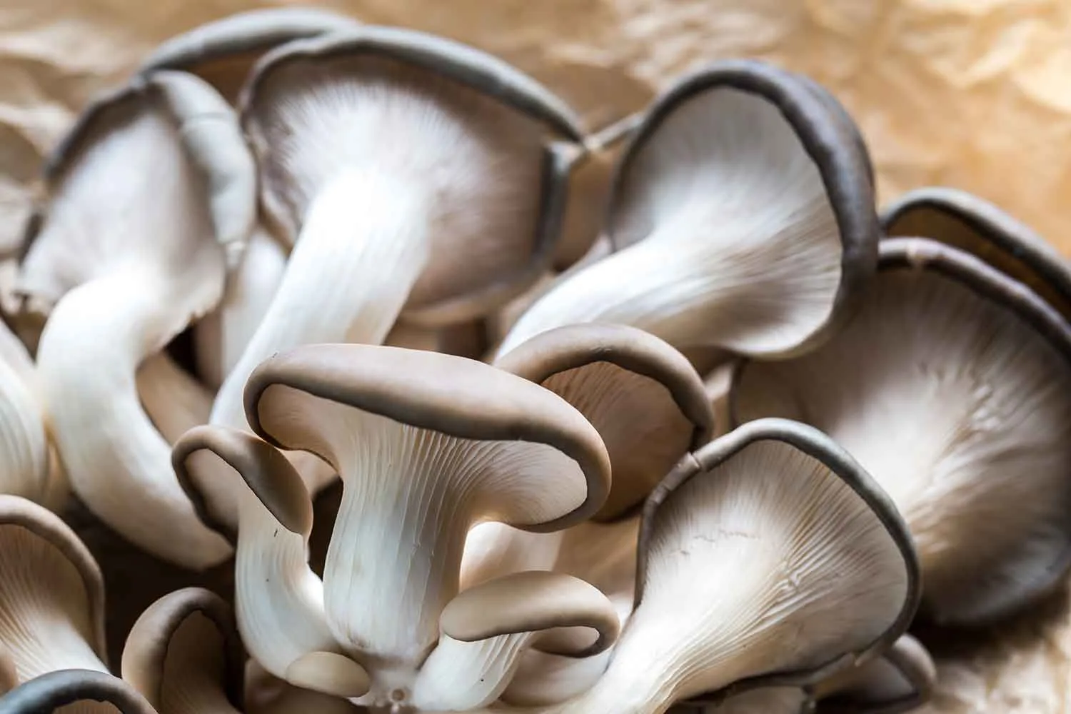 How to grow mushrooms