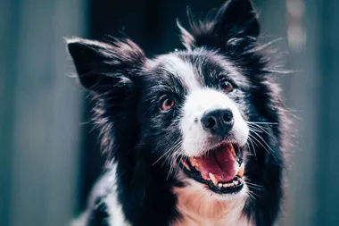 Why do humans talk to animals if they can’t understand?