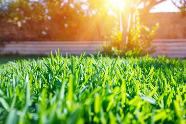 How to get rid of weeds