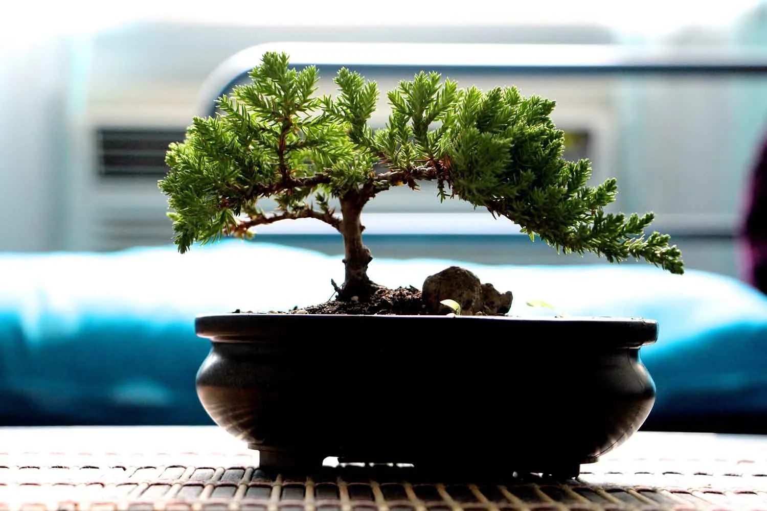 jacaranda mimosifolia bonsai tree Bonsai Blue Jacaranda