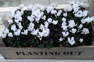 How to grow cyclamen indoors and outdoors