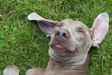 Pet-friendly weed killers