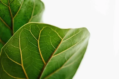How to rescue your fiddle leaf fig
