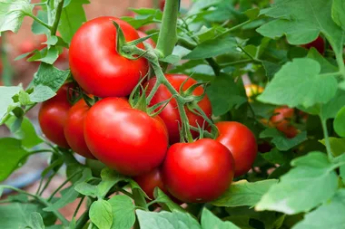 How to train tomatoes